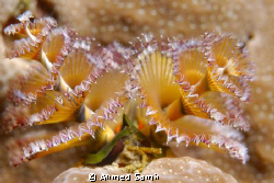 A Christmas-tree-worm from Rasdhoo, Rasdhoo Atoll - Maldi... by Ahmed Samir 